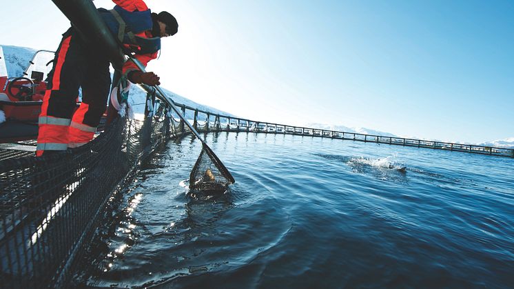 Norwegische Lachse werden in schonend und langsam in der Natur gezüchtet. Erst nach drei Jahren sind sie fertig zum Verzehr.