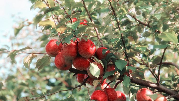 Studium och Park- och naturförvaltningen har ett samarbete som bär frukt.