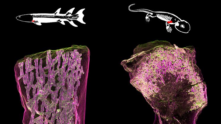 Bilden visar den uppdelade inre uppbyggnaden av ett ben från en 380 miljoner år gammal lobfenig fisk (vänster) som skiljer sig från den öppna märghålan i tetrapoden Discosauriscus överarmsben (höger) där hematopoes kan ske. Bild: Sophie Sanchez