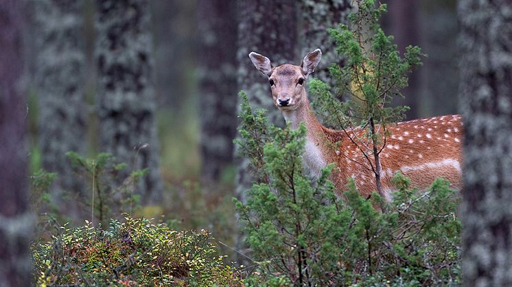 Fästingar trivs på dovhjorten, som är en del i smittkedjan för en bakterie som kan orsaka fästingfeber hos människa och boskap. Foto: Jörgen Wiklund, SLU