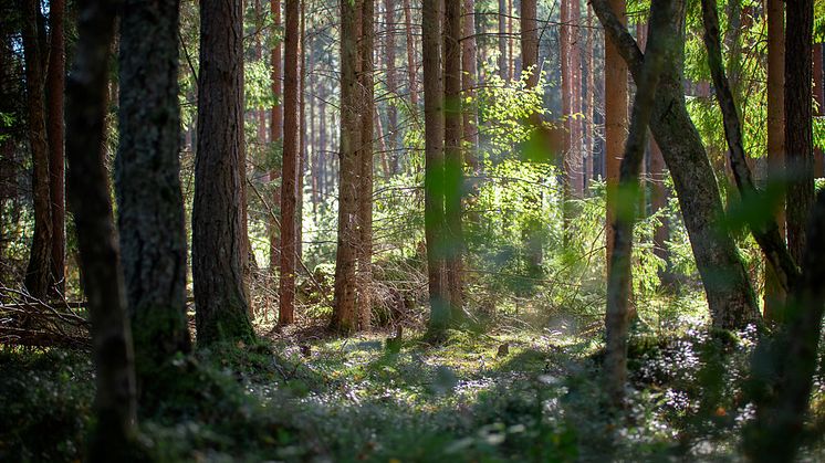 Pressinbjudan: Så ska Ängelholms centrala skogar skötas