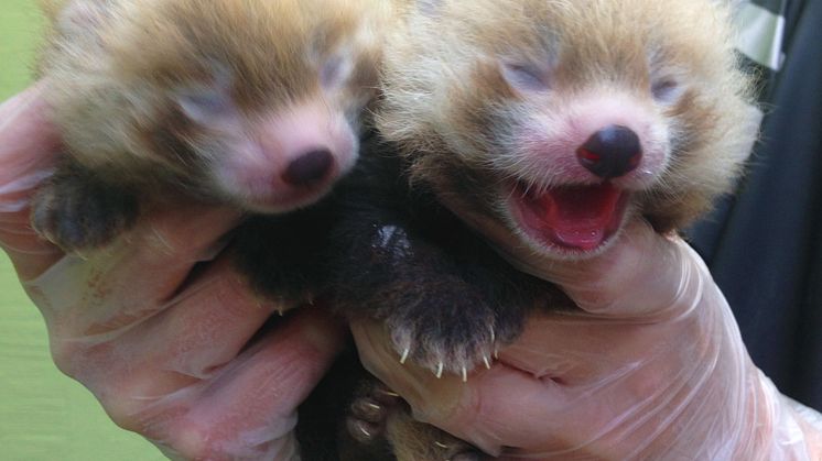 Dubbelt upp - två nyfödda pandaungar på Kolmården