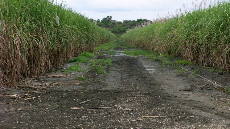 Hållbara Biodrivmedel – Syds Syn – Seminarium på Sida 14 mars kl. 9-11