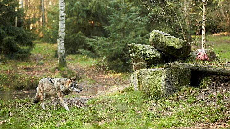 Wölfen ganz nah kommen kann man im Wildpark Schorfheide. Foto: TMB-Fotoarchiv/Michael Handelmann.