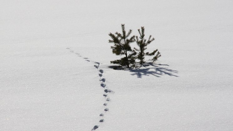 Åtta nya ledamöter har valts in i KSLA:s Skogsavdelning.