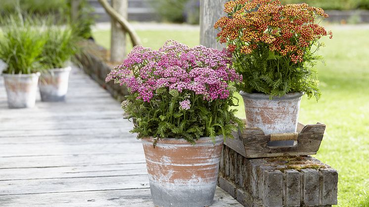 Fin ny serie av rölleka - Achillea millefolium ’Milly Rock’. Foto: Hörnhems