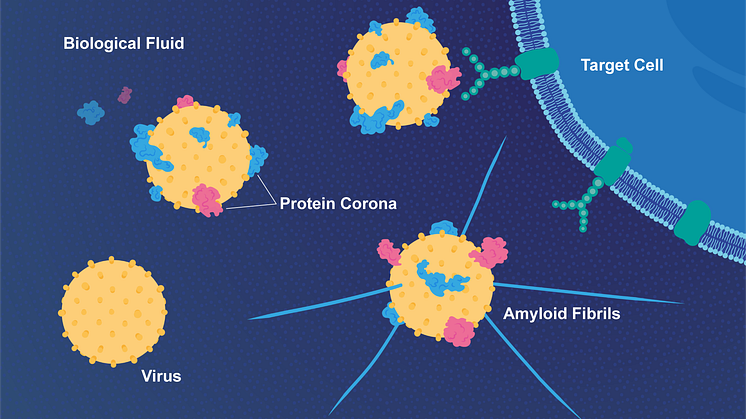 Proteiner som finns i vätskan runt värdcellen binder till ett virus och kan göra det mer smittsamt. Viruset kan också påskynda bildningen av trådlika fibriller, vilka spelar en roll vid Alzheimers sjukdom. Illustration: E. Wikander/Azote.