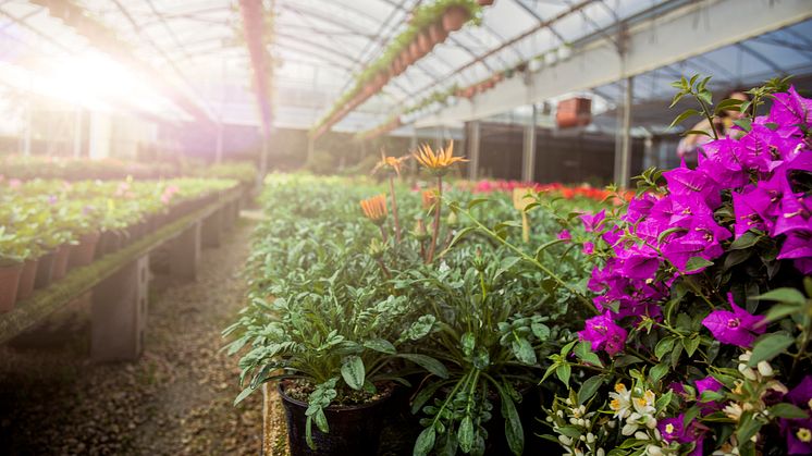 El är en stor utgiftspost för Plantagens butiker. Att ha en kompetent leverantör är därför avgörande.