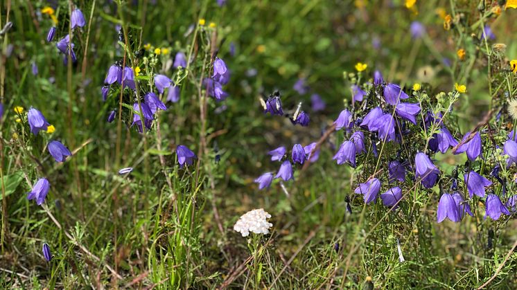 Fler ängar och mer blommande växter i jordbrukslandskapet behövs för att alla bin ska få mat. Foto: Anna Lind Lewin