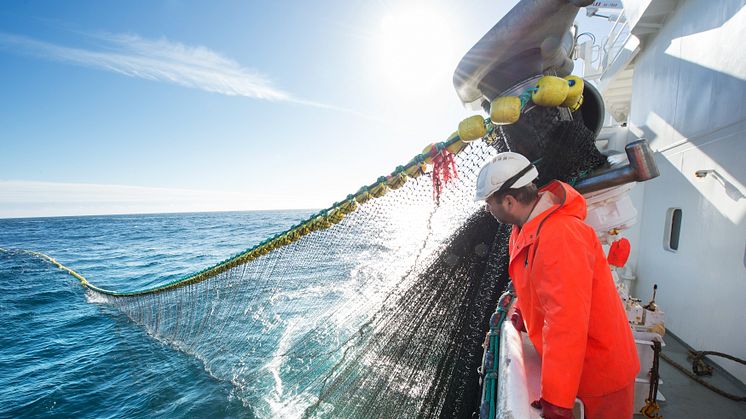 Nedgang for pelagisk fisk første halvår