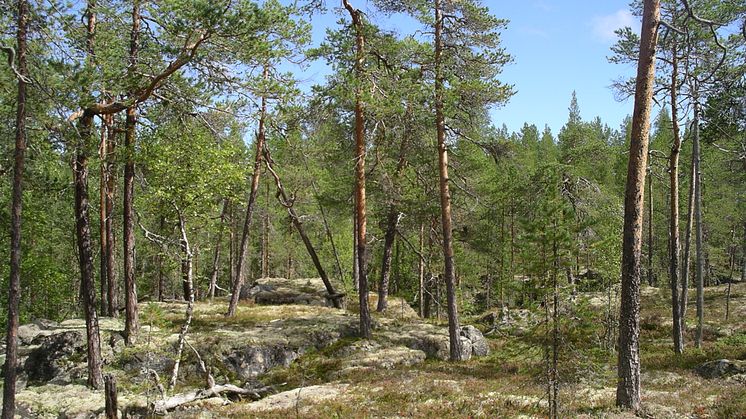 Hällmark i Norrbotten. Foto: Olof Hedgren