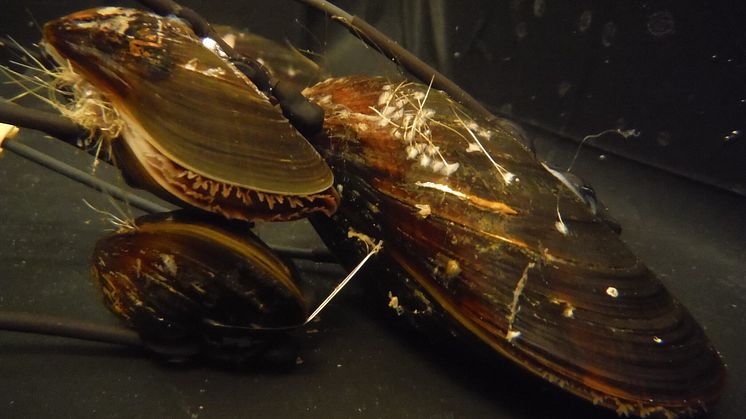 Blue mussels (Photo: Damien Tran)