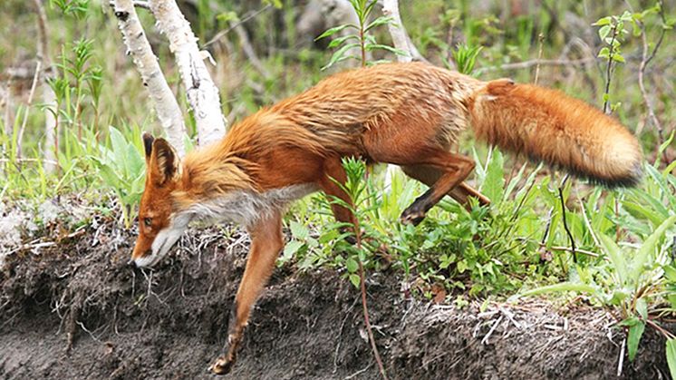 Mycket rödräv minskar risken för den fästingburna sjukdomen borrelia. 