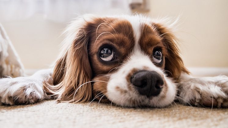 For mange hundeeiere er det ekstra mye "blåmandag" etter sommerferien, blant annet fordi hjemmekontor ikke lenger er en like stor selvfølge for alle.   