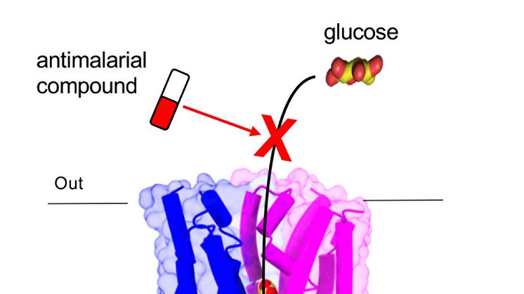 Det är genom sockertransportören PfHT1 som malariaparasiten tar upp socker. Om den blockeras stannar parasitens tillväxt.
