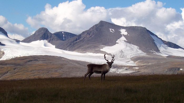Ren i fjällvärlden. Foto: Tim Horstkotte
