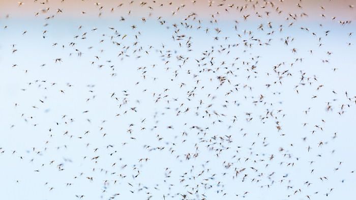 Stigande temperaturer gör bland annat att mikrobspridande vektorer, såsom myggor, breder ut sig mot polerna. Foto: Mostphotos.