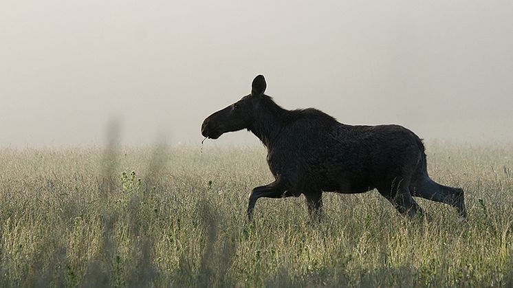 älg-på-åker-mostphotos-770x420.jpg