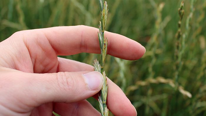 Provodling av en perenn stråsädesgröda – ett domesticerat ”vetegräs” (Thinopyrum intermedium) som kallas kernza – i ett fältförsök vid SLU i Alnarp. Foto: Linda-Maria Mårtensson 