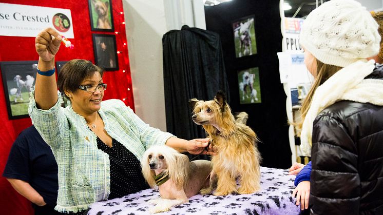 Rasklubbstorget på MyDOG 2014