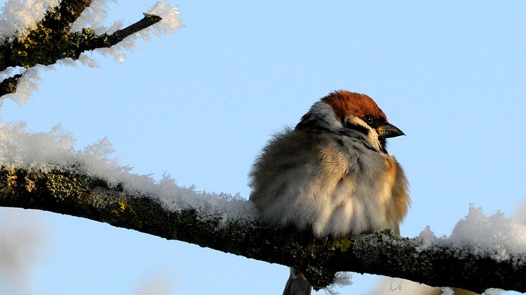 ​Fågelmat kan locka råttor