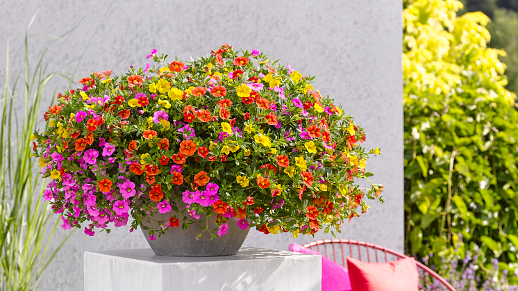 Sommarblommor är oöverträffade när vi vill bada i färg! Småpetunia i olika färgkombinationer är ett utmärkt val för den som törstar efter färg och det finns många olika mixer att välja bland. Foto: Hörnhems