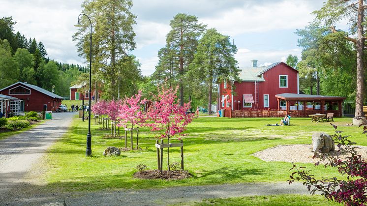 Sommar vid Umeå Energicentrum