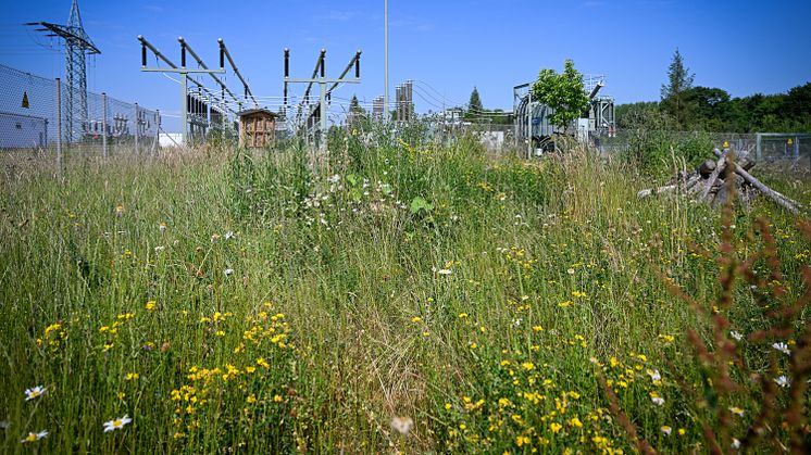 Blühende Vielfalt am Umspannwerk Buchloe: LEW Verteilnetz schafft naturnahes Biotop 