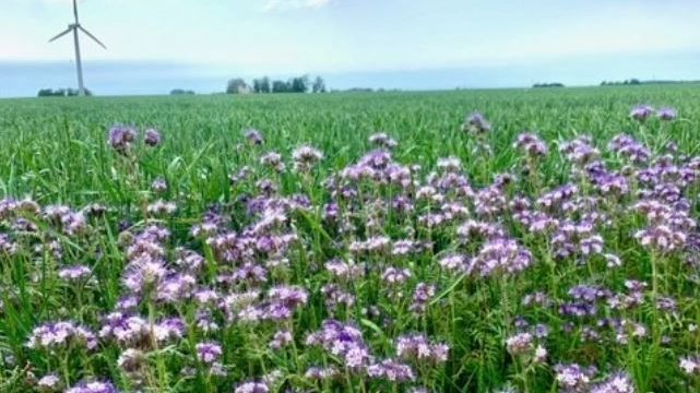 ​Nu till midsommar blommar det på nytt i åkerkanterna – projekt för biologisk mångfald
