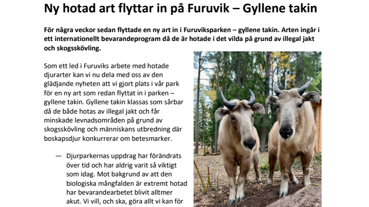 Ny hotad art flyttar in på Furuvik - Gyllene takin.pdf