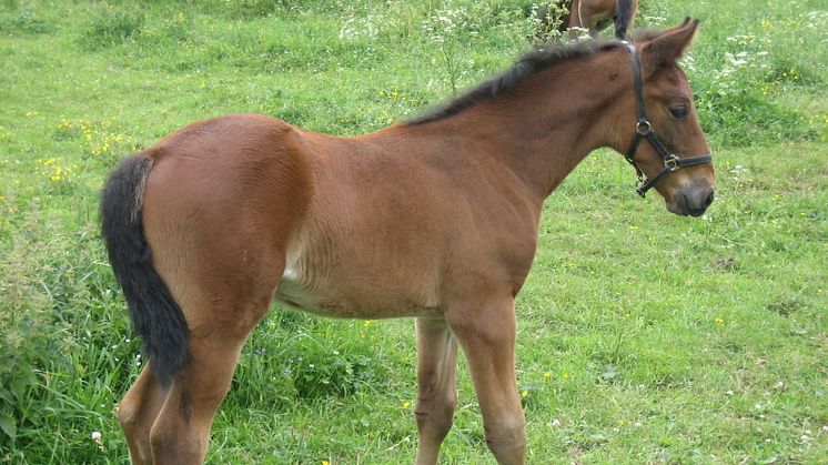 Sanitys sköna vecka, först födelsedag, sedan Elitloppet