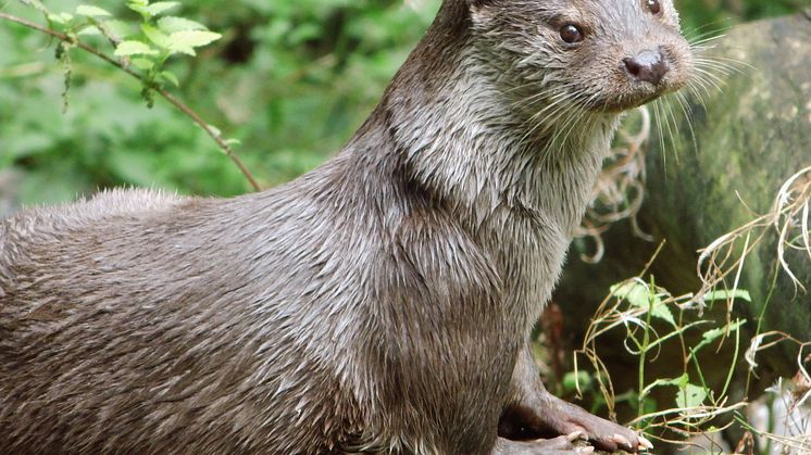 Veolia Stiftung fördert im UNESCO-Biosphärenreservat Schaalsee den Schutz von Wasserressourcen und Biodiversität 