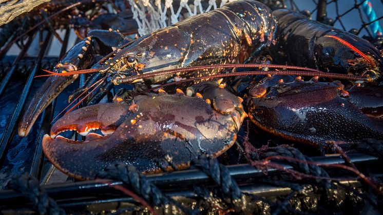 Inför jakten på havets svarta guld som startar på måndag råder redskapsförbud längs Bohuskusten. Foto: Lars Molander