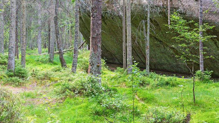 Vi når inte miljömålen – styrmedel och insatser räcker inte