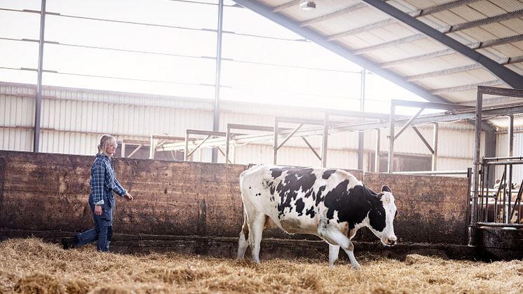 Svensk mjölkproduktion har högre krav inom flera områden jämfört med många andra länder, och utmärker sig med låg antibiotikaanvändning, hög djuromsorg, stort hänsynstagande till miljön och ett lägre klimatavtryck än det globala genomsnittet.
