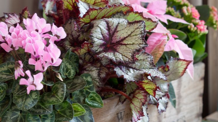 Rosa Blommor från Mäster Grön bidrar till Cancerfondens Rosa Bandetkampanj