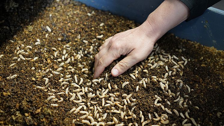 Nu testar forskare, lantbrukare och aktörer från hela livsmedelskedjan tillsammans framtidens foder för fågel, fisk och fläsk. En av ingredienserna är insekter uppfödda på matsvinn från livsmedelsindustrin.