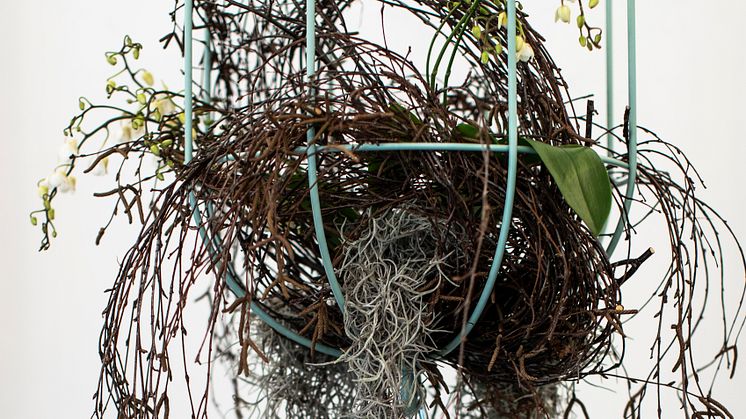 Cacti kokong / hanging baskets, design Anki Gneib