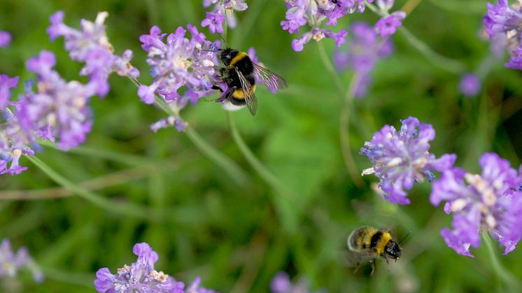 LA HUMLA SUSE: Flere av årets hagetrender kan være til fordel for våre pollinerende venner. Foto: Anna Lind Lewin
