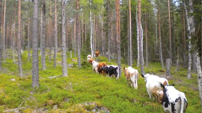 Fäbodbruket – ett kulturarv att bevara eller ett modernt miljövänligt jordbruk?