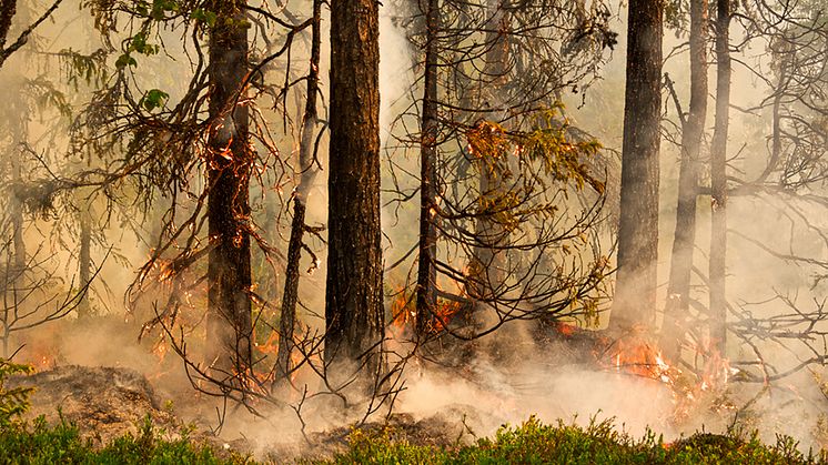 Naturvårdsbränning nära Storuman våren 2020. Foto: Emelie Fredriksson