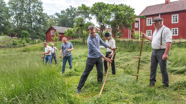 Den planerade invigningen blev en symbolisk invigning av kulturreservatet Stensjö by. Landshövdingen i Kalmar län, Peter Sandwall, provar sina färdigheter att slå med lie under överinseende av tillsyningsman Hans Nilsson. Foto: Frida Persson