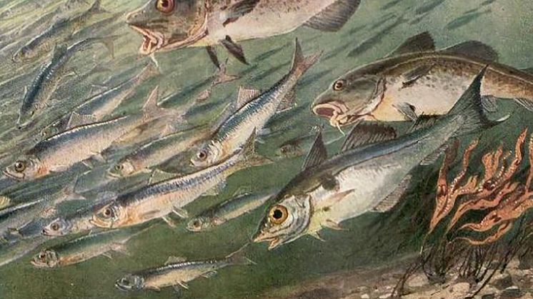 Atlantic cod and haddock hunting for herring. A painting from 1880 made by Heinrich Harder.