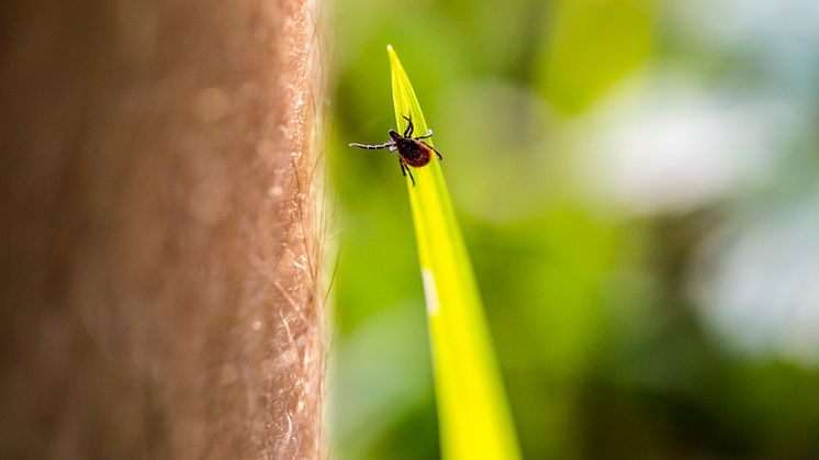 Ohne den richtigen Schutz ist es schnell passiert: Zecken sitzen an Grashalmen und Sträuchern und warten darauf, dass ein passendes Opfer vorbeistreift. / Bild: iStock 1391400218