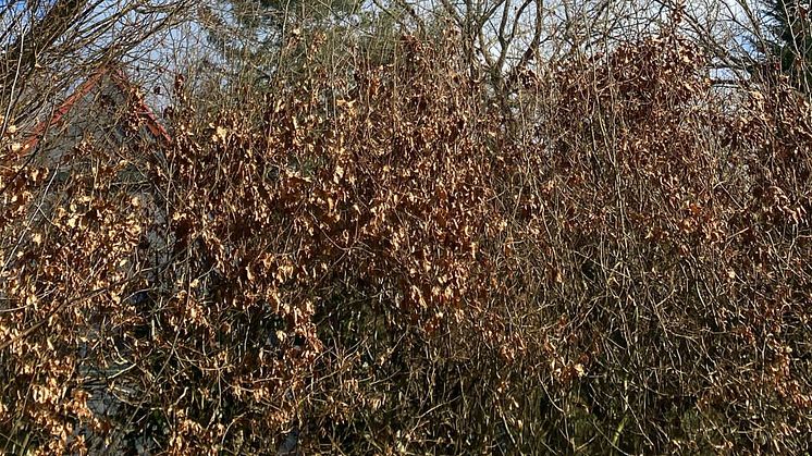 Baum stürzt bei Baumfällarbeiten in Leitung (Bildquelle: SH Netz)