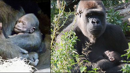 Kione heter den första gorillahonan som fötts i Sverige