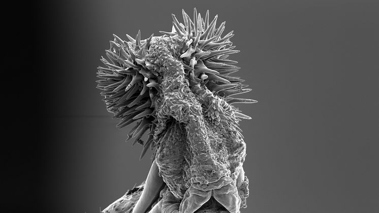 Hanens parningsorgan hos fröbaggen Callosobruchus maculatus är försett med taggar som ökar hans fortplantningsframgång. Foto: Johanna Rönn