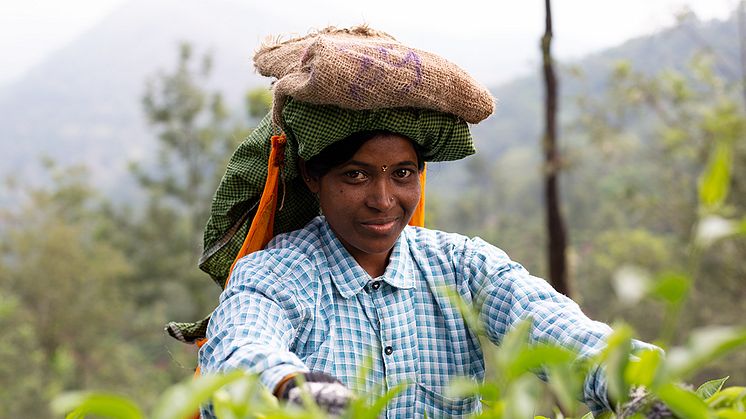 Waynes lanserar specialkaffe från Indien