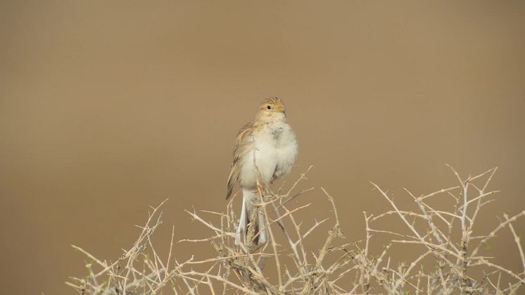 Asiatisk dvärglärka, Alaudala cheleensis