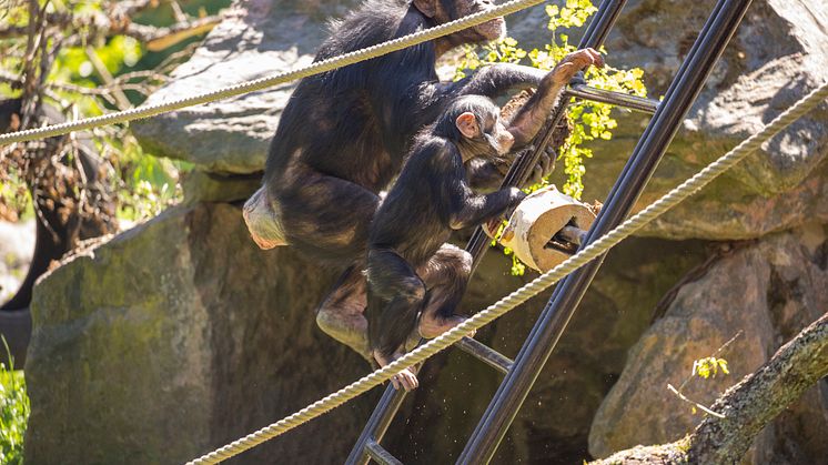 Kolmårdens schimpanser har fått större område att upptäcka
